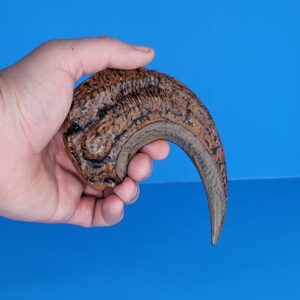 ob toys 3d printed large 5.5 inch hand painted raptor claw